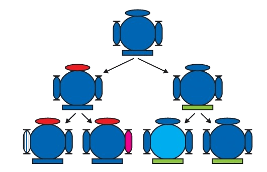 Accumulation of Variation in offsprings