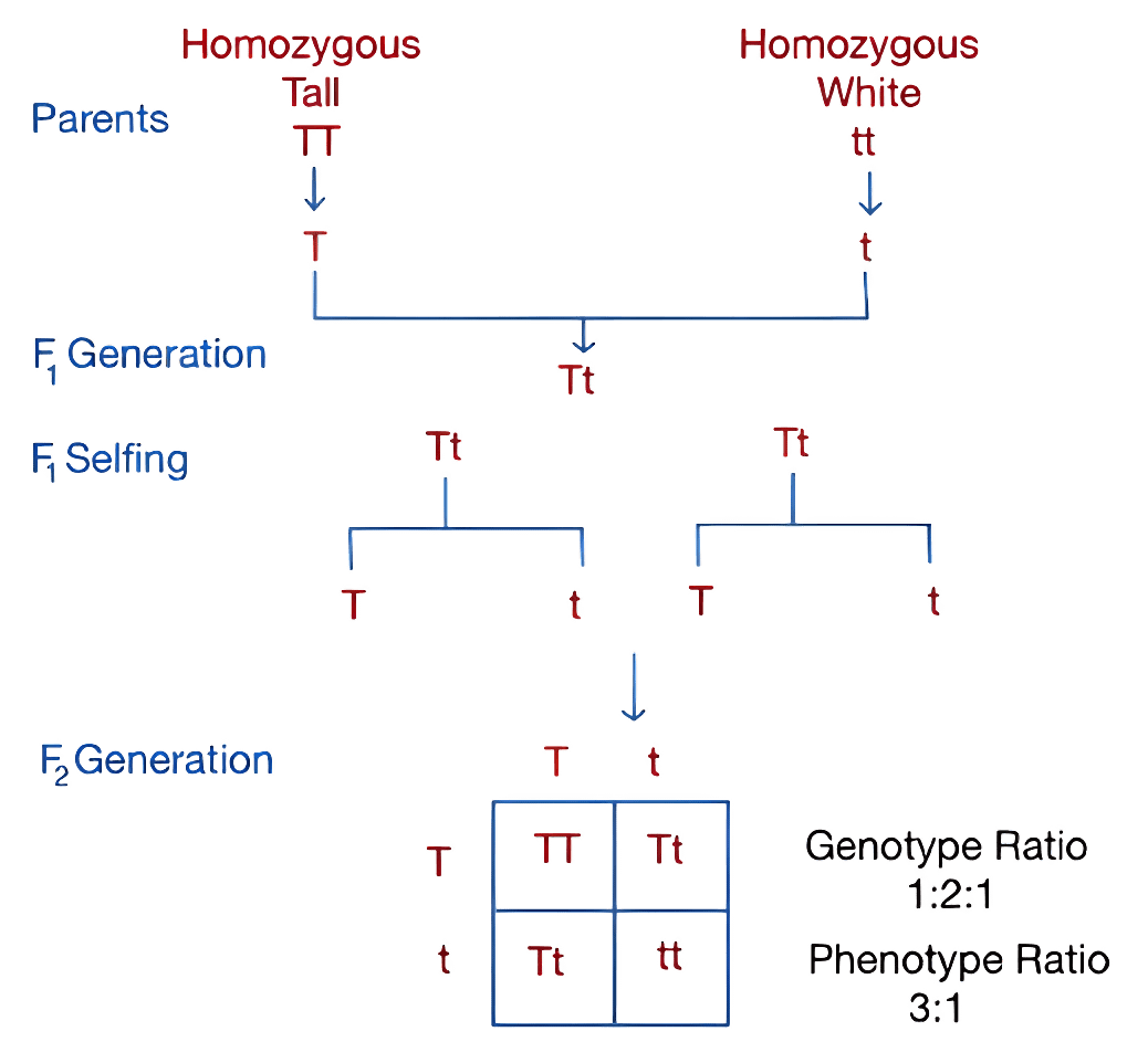 Monohybrid Cross involves heredity of 1 character.