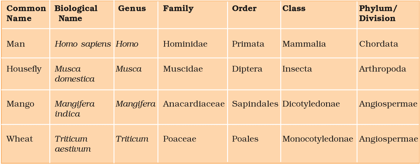 Organisms (Man. Housefly, Mango, Wheat) with their Taxonomic Categories