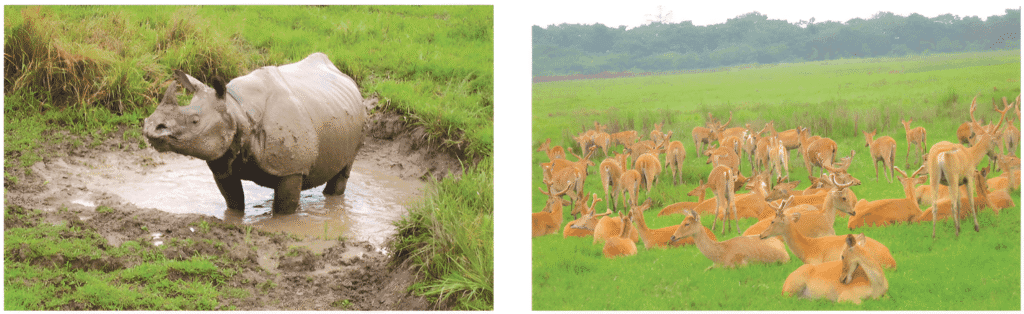 Image showing Rhino and deer in Kaziranga National Park from Forest and wildlife resources