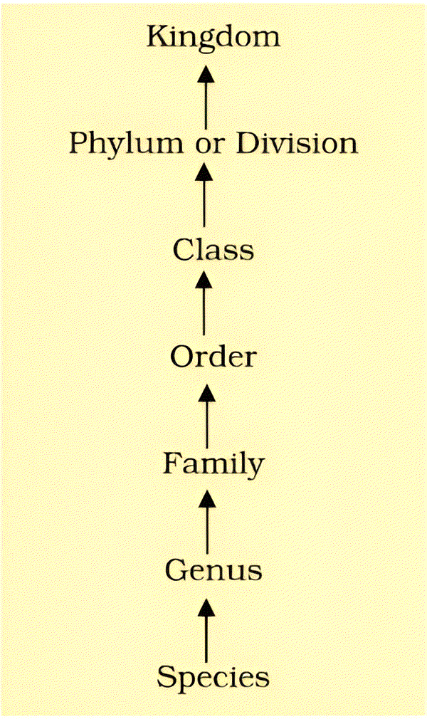 Taxonomic Hierachy - The Living World eBook