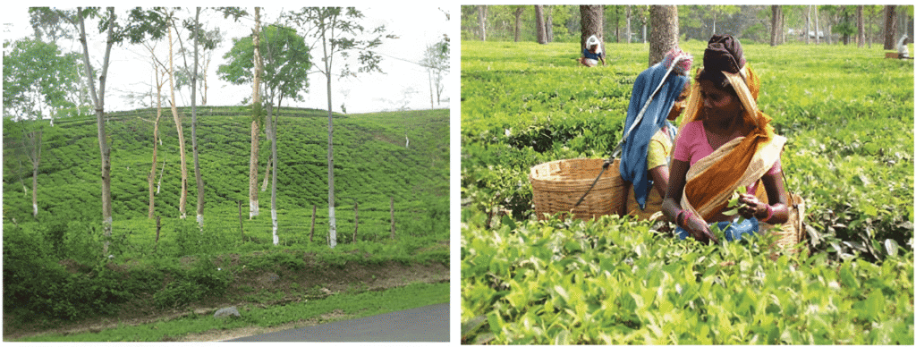 Agriculture and harvesting of Tea