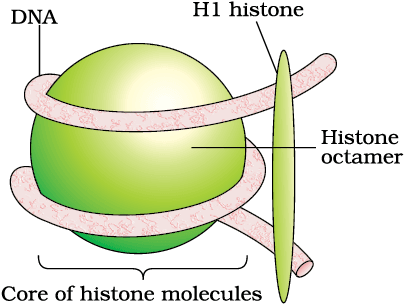 Nucleosome - DNA Packaging